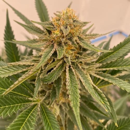 Gorilla Glitter